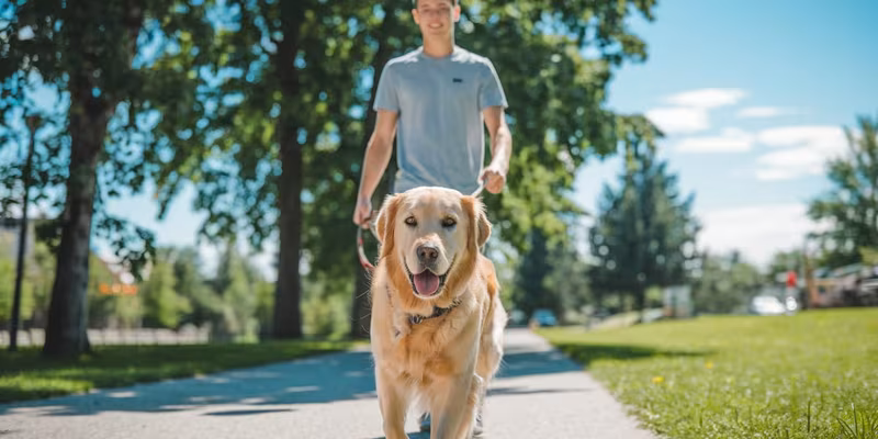 Garde et promenades d'animaux Québec
